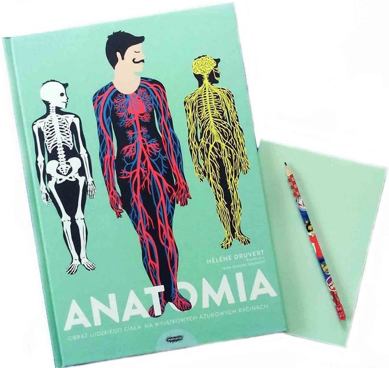 Anatomia