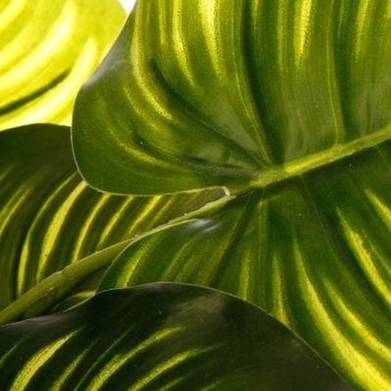 Atmosphera, sztuczna roślina ozdobna, 45 cm, czarna doniczka