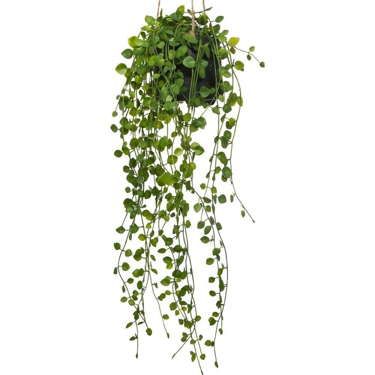 Atmosphera, sztuczna roślina wisząca, Peperomia, Ø 18-62 cm