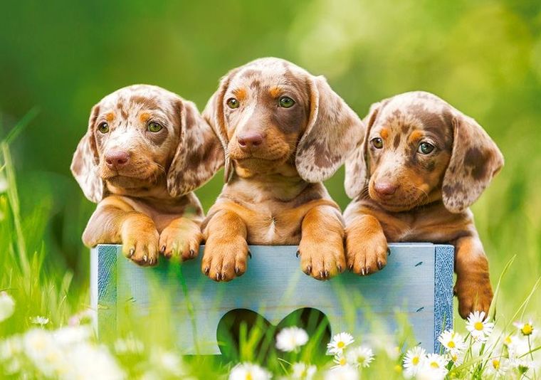 Castor, Cute Dachshunds, puzzle, 500 elementów
