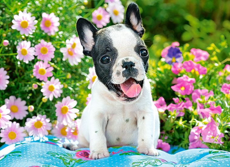Castor, French Bulldog Puppy, puzzle, 70 elementów