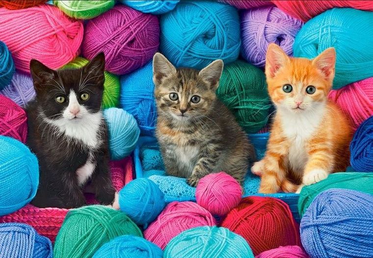 Castor, Koty w kłębkach wełny, puzzle, 1000 elementów