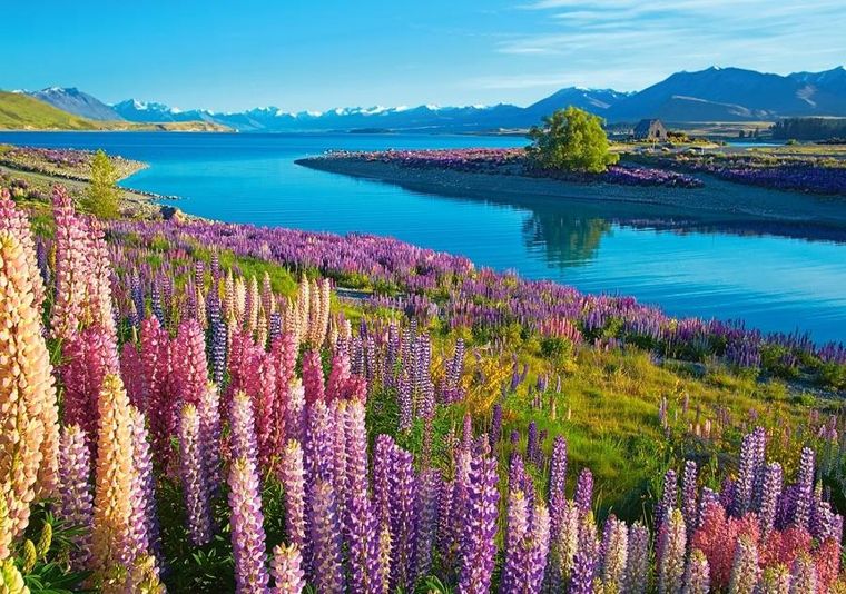 Castorland, Lake Tekapo, New Zealand, puzzle, 500 elementów