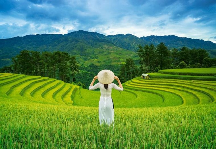 Castorland, Rice Fields in Vietnam, puzzle, 1000 elementów