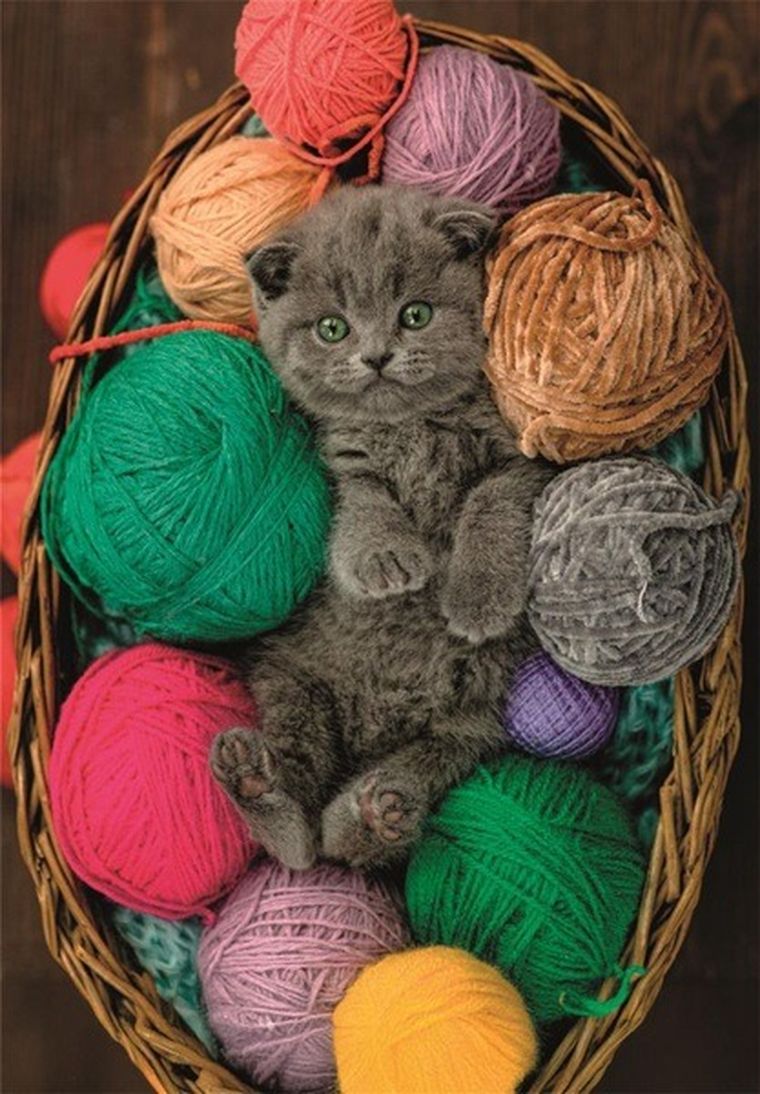 Clementoni, High Quality, Fluffy Kitten, puzzle, 500 elementów