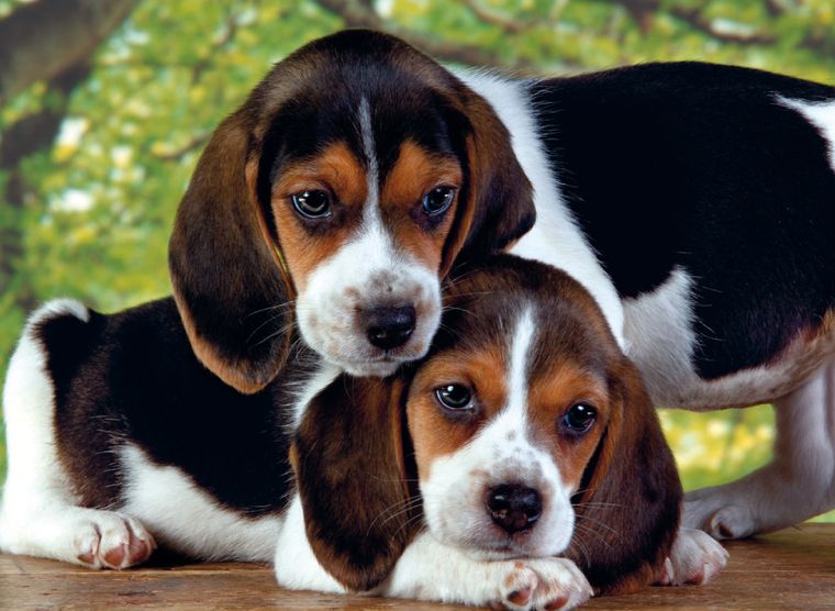 Clementoni, High Quality, Psy blisko siebie, puzzle, 500 elementów