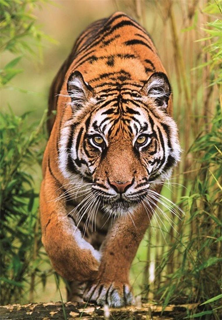 Clementoni, High Quality, The Hunter’s Path, puzzle, 1000 elementów