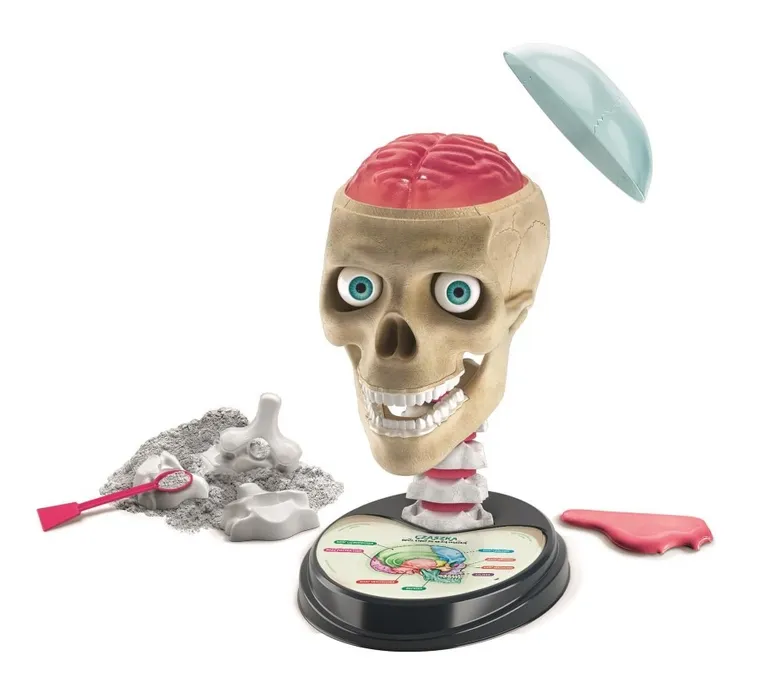 Clementoni, Naukowa Zabawa, Anatomia, zestaw edukacyjny