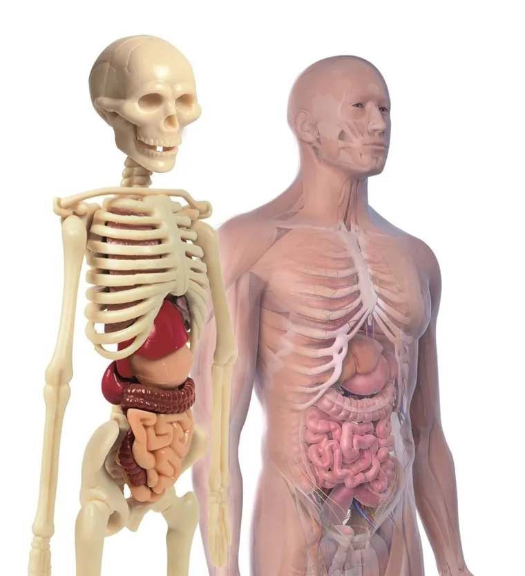 Clementoni, Naukowa Zabawa, Ciało ludzkie mini