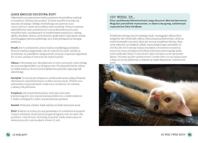 Co wie Twój kot? Poznaj sposób rozumienia świata przez koty