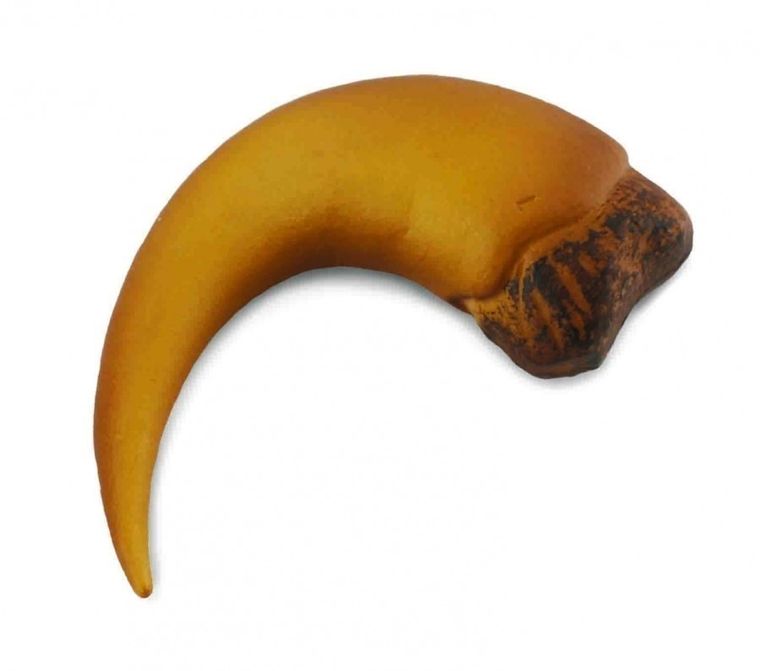 Collecta, pazur Baryonyxa