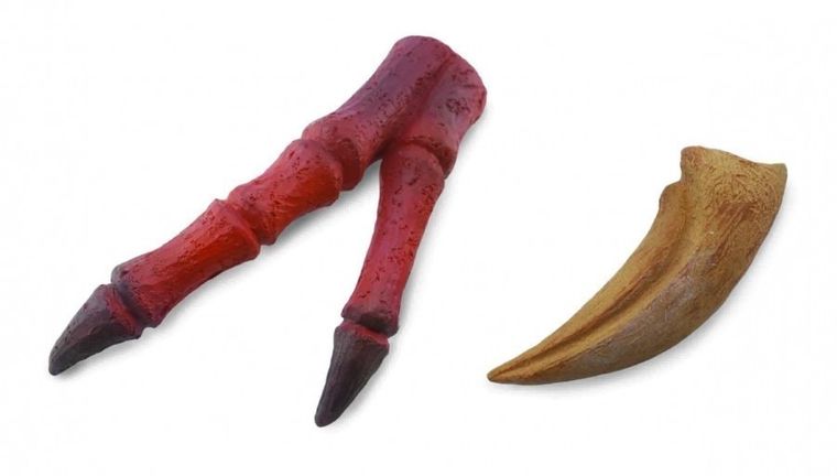 Collecta, pazur i replika kończyny górnej Tyranozaura