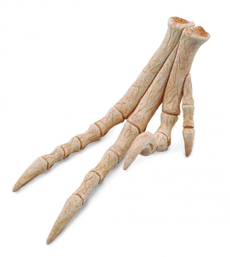 Collecta, replika kończyny dolnej Velociraptora