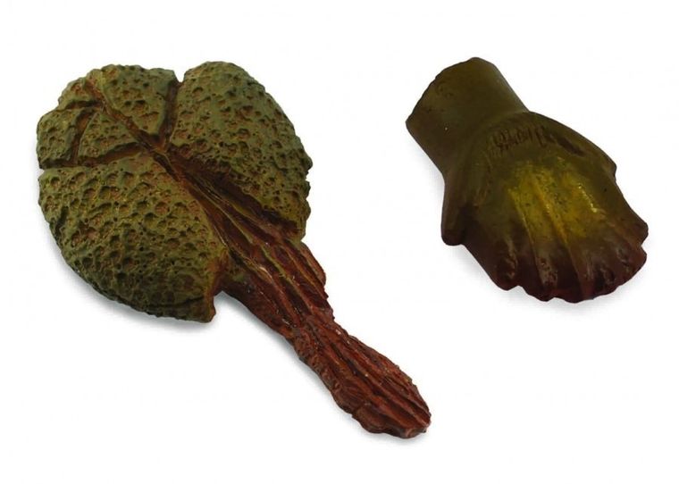 Collecta, ząb i ogon Ankylozaura