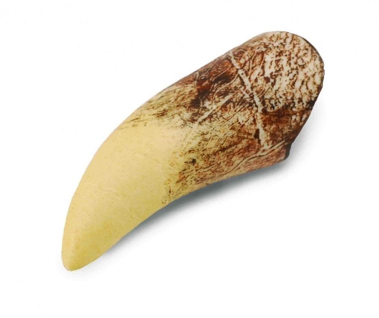 Collecta, ząb Tyranozaura w pudełku