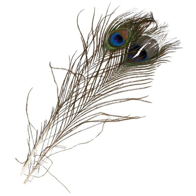 Craft With Fun, ozdoba dekoracyjna, piórka, Paw, 32 cm, 1 szt.