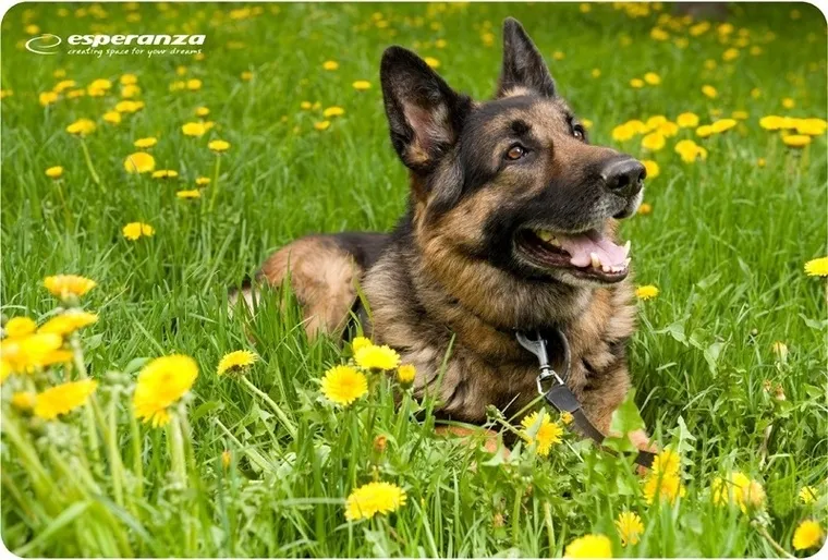 Esperanza, podkładka pod mysz, Foto Mix, EA133