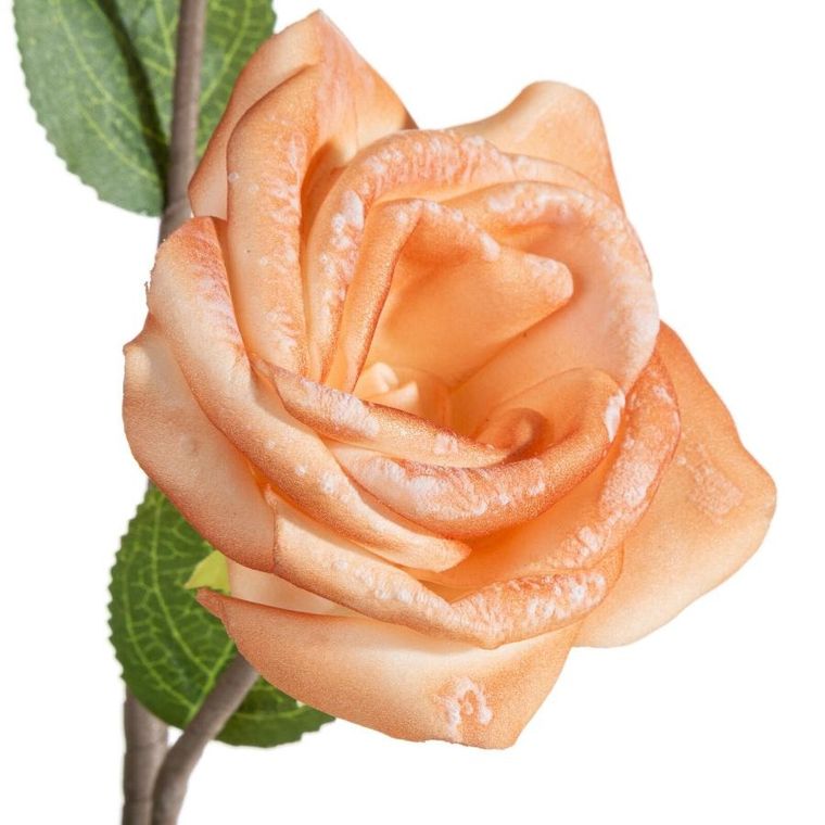 Eurofirany, kwiat flore, o 10-50 cm, jasnobrązowy