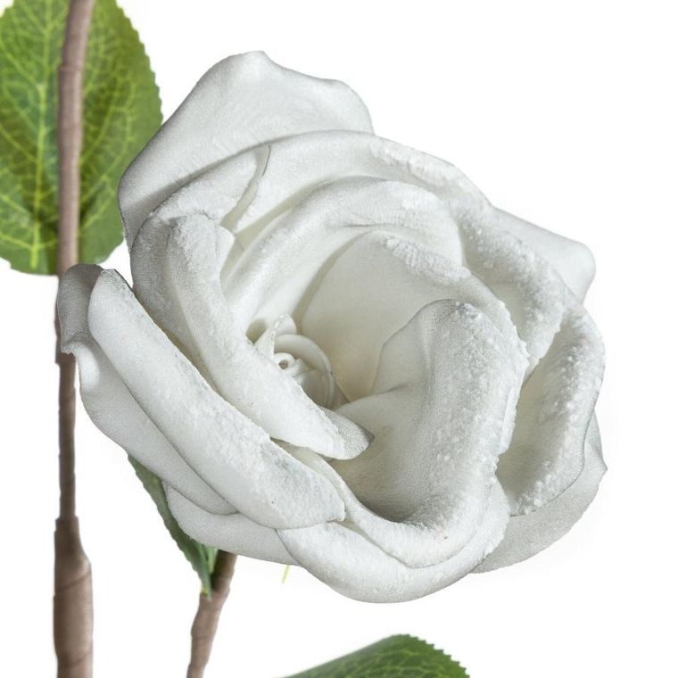 Eurofirany, kwiat flore, o 10-50 cm, popielaty