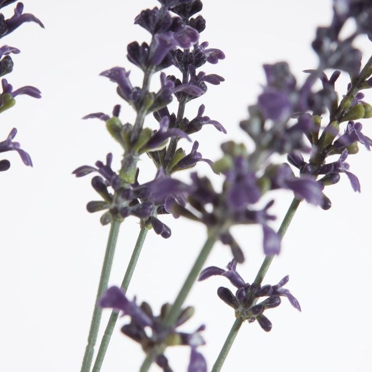 Eurofirany, kwiat Natu, fioletowy