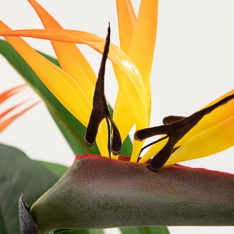 Homla, Botanic, roślina sztuczna, strelicja, 75 cm
