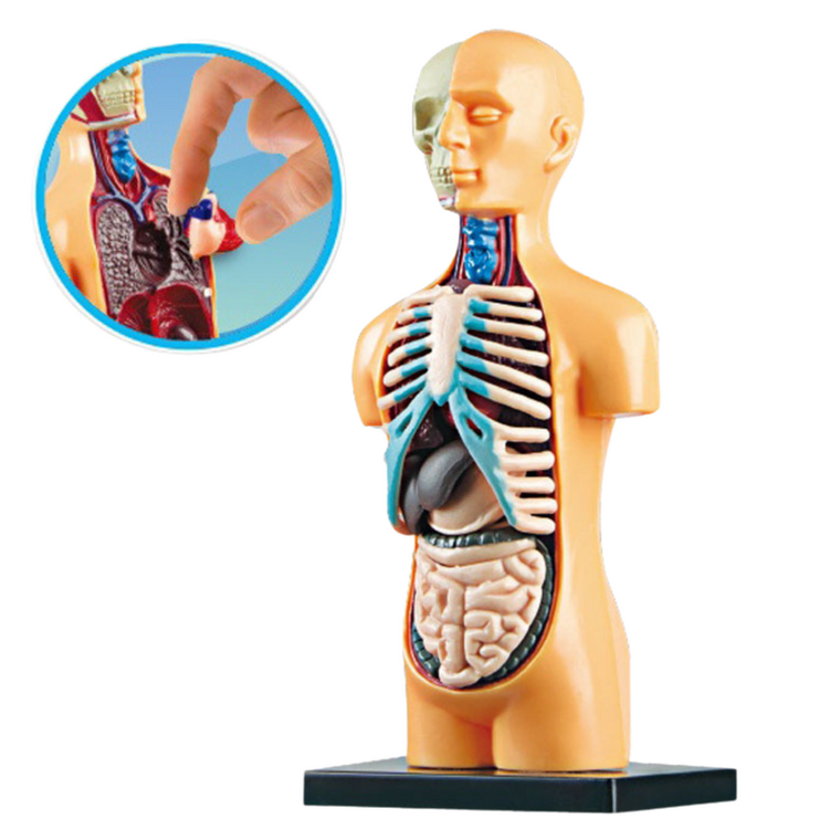 Lean Toys, Ciało ludzkie, model anatomiczny
