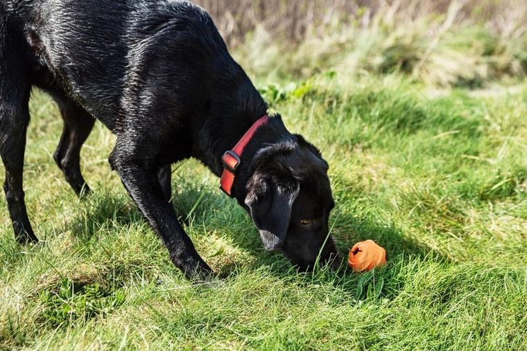 Mountain Paws, dozownik smakołyków w formie piłki dla psa