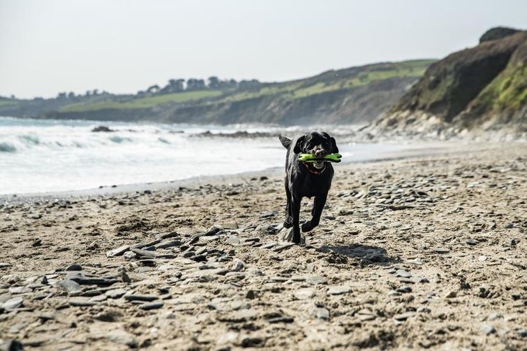 Mountain Paws, gumowa kość dla psa, gryzak, zielony