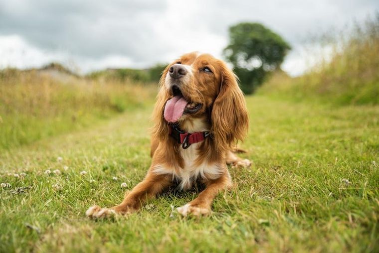 Mountain Paws, obroża dla psa, czerwona, rozmiar S