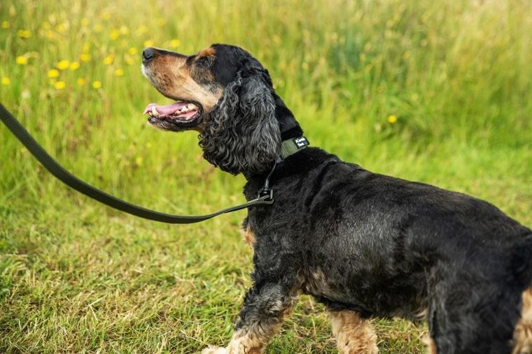 Mountain Paws, obroża dla psa, olive, rozmiar XL