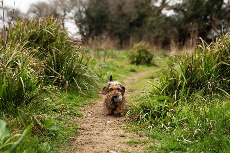 Mountain Paws, piłki tenisowe do miotacza piłek dla psa, 3 szt.