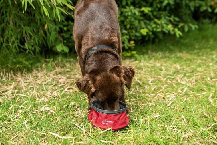 Mountain Paws, składana, turystyczna miska na wodę dla psa, czerwona