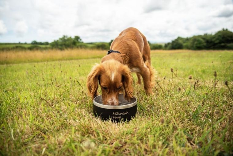 Mountain Paws, stalowa miska dla psa