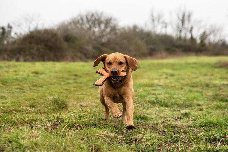 Mountain Paws, zabawka dla psa, gryzak do rzucania, pomarańczowy
