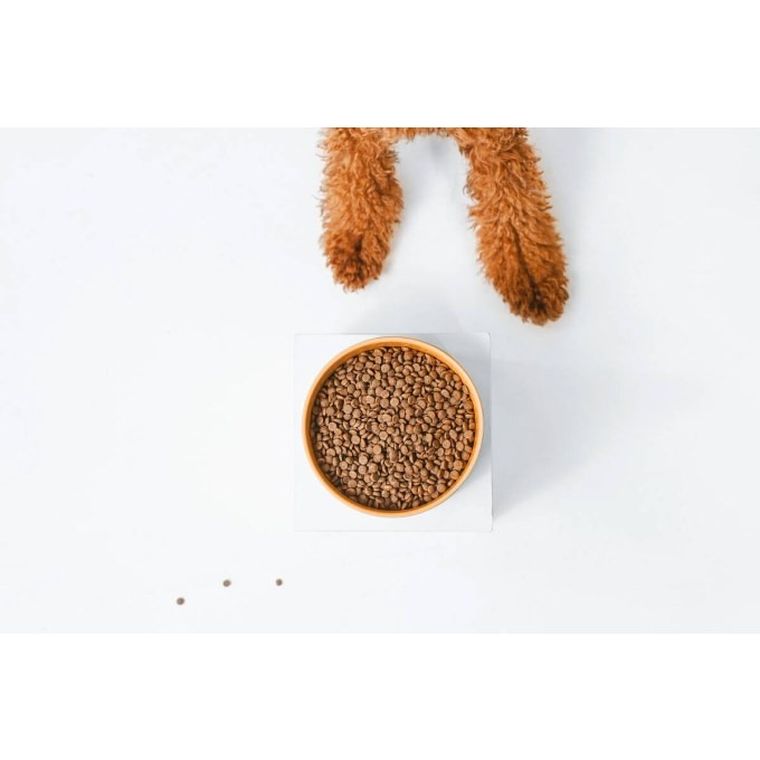 Nature's Protection, sucha karma dla psów małych ras, łosoś, kryl, 10 kg