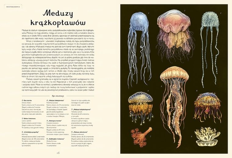 Oceanarium. Muzeum Oceanu