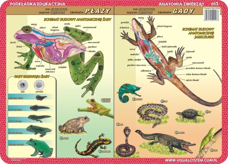 Podkładka na biurko, mata, dwustronna, Anatomia: ssaki, ptaki, płazy