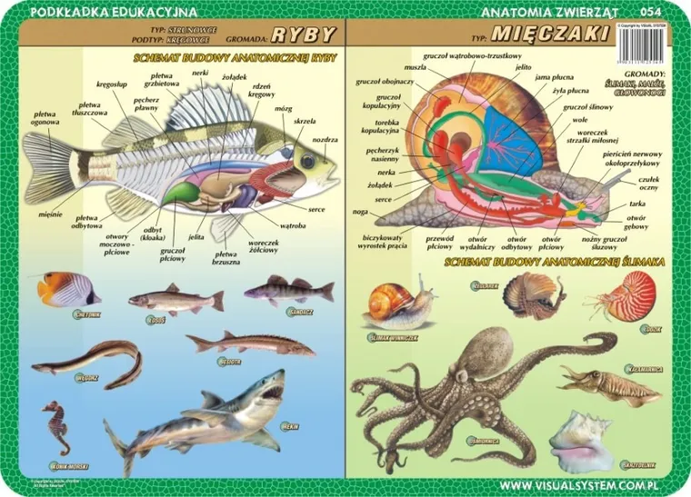 Podkładka na biurko, mata, dwustronna, Anatomia: szkarłupnie, stawonogi, ryby, mięczaki