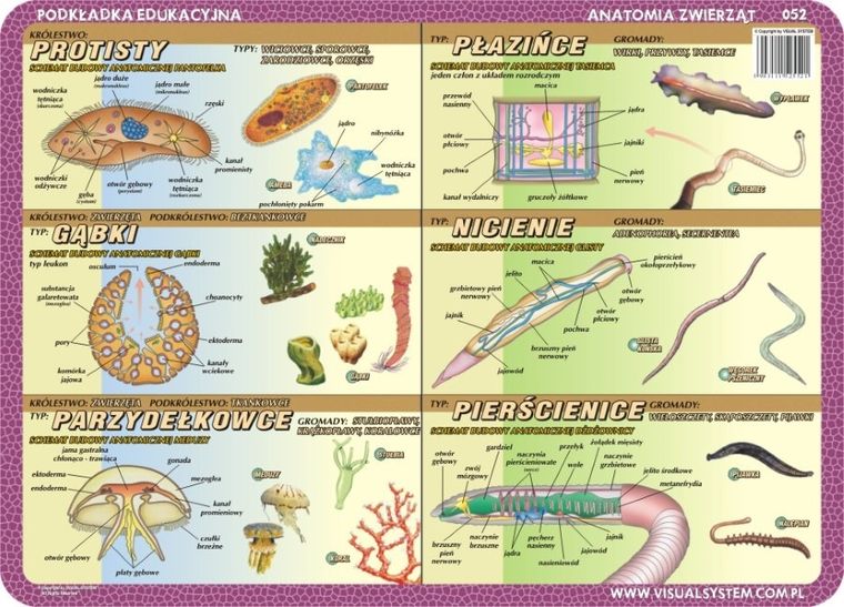 Podkładka na biurko, mata, dwustronna, Budowa anatomiczna: owady, pajęczaki, protisty, gąbki, parzydełkowce, płazińce, nicienie, pierścienice