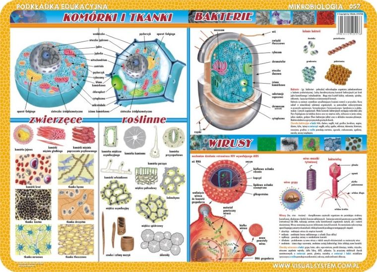 Podkładka na biurko, mata, dwustronna, Budowa i replikacje DNA, mejoza i dziedziczenie cech, komórki i tkanki, bakterie i wirusy