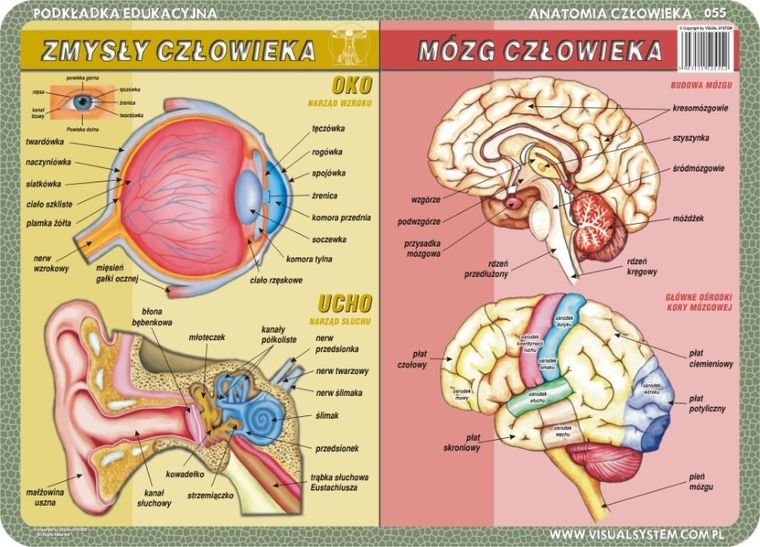 Podkładka na biurko, mata, dwustronna, Człowiek: szkielet, mięśnie, zmysły, mózg