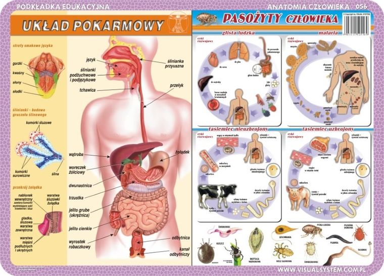 Podkładka na biurko, mata, dwustronna, Człowiek: witaminy, mikro- i makroelementy, układ pokarmowy, żyty