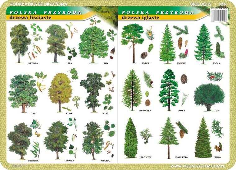 Podkładka na biurko, mata, dwustronna, Grzyby, rośliny lecznicze i zioła, drzewa liściaste, drzewa iglaste