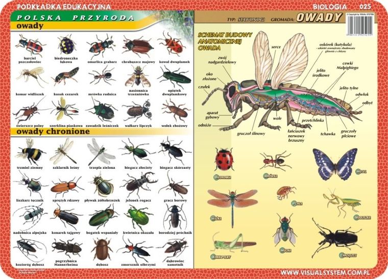 Podkładka na biurko, mata, dwustronna, Motyle, owady, owady chronione, anatomia owadów