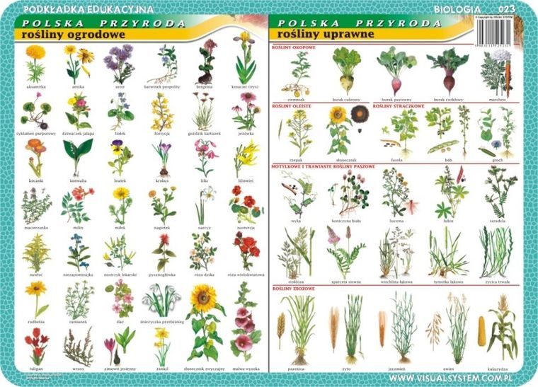 Podkładka na biurko, mata, dwustronna, Rośliny pospolite, chronione, ogrodowe, uprawne