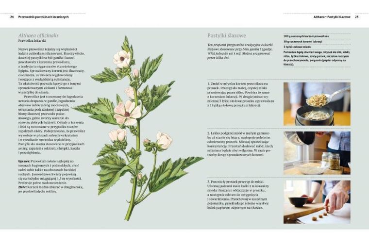 Przewodnik po roślinach leczniczych. Rośliny lecznicze i domowe sposoby leczenia od A do Z