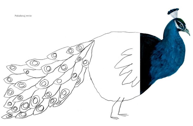 Ptaki. Do rysowania, gryzmolenia i kolorowania