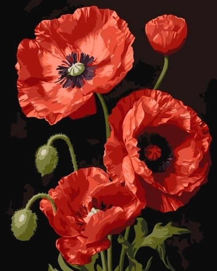 Qbee, malowanie po numerach, Czerwone maki, 40-50 cm