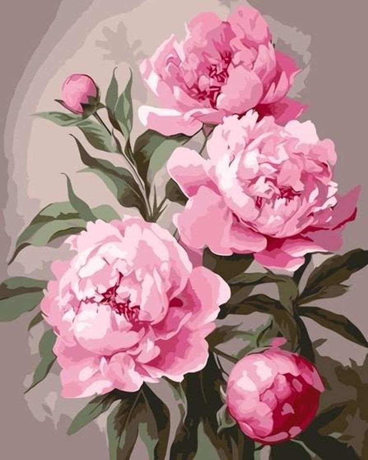 Qbee, malowanie po numerach, Piwonia, 40-50 cm