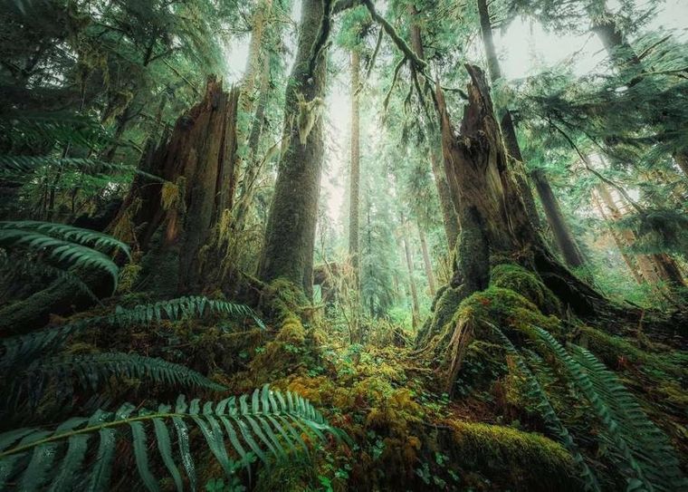 Ravensburger, Lasy, puzzle, 1000 elementów